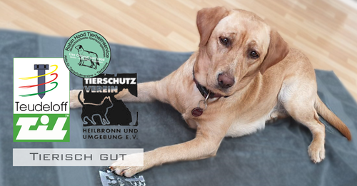 Wunderschoener Labrador auf Teudeloff Handtuch